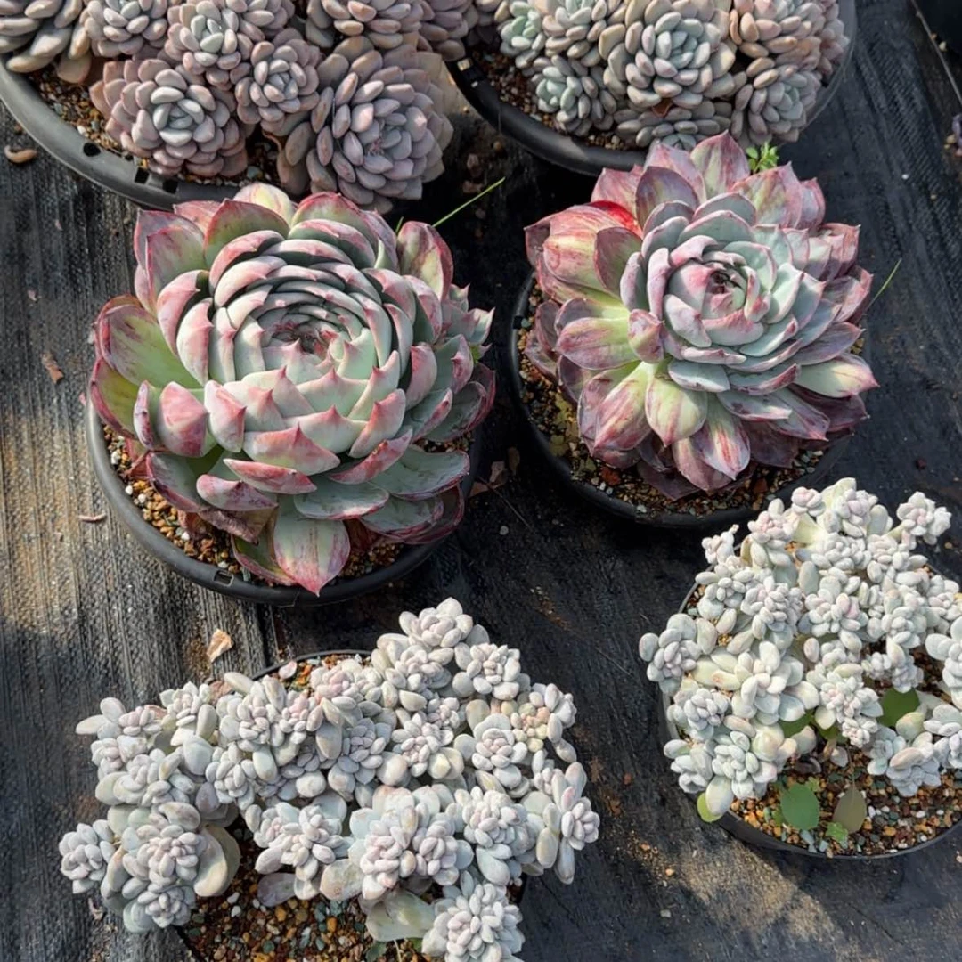 【闪购商品】菩提子缀组合