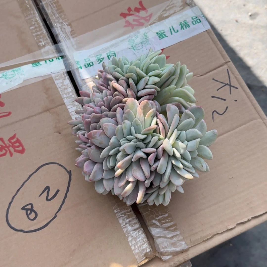 【闪购商品】落*粉兔缀
