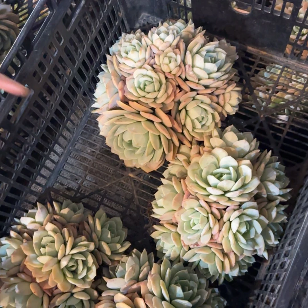 【闪购商品】恋曲大群