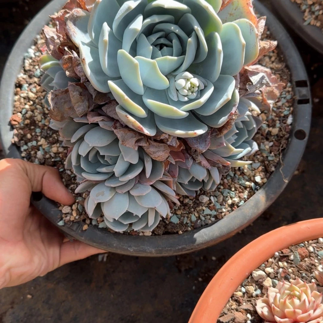 【闪购商品】G***?白茶捧花