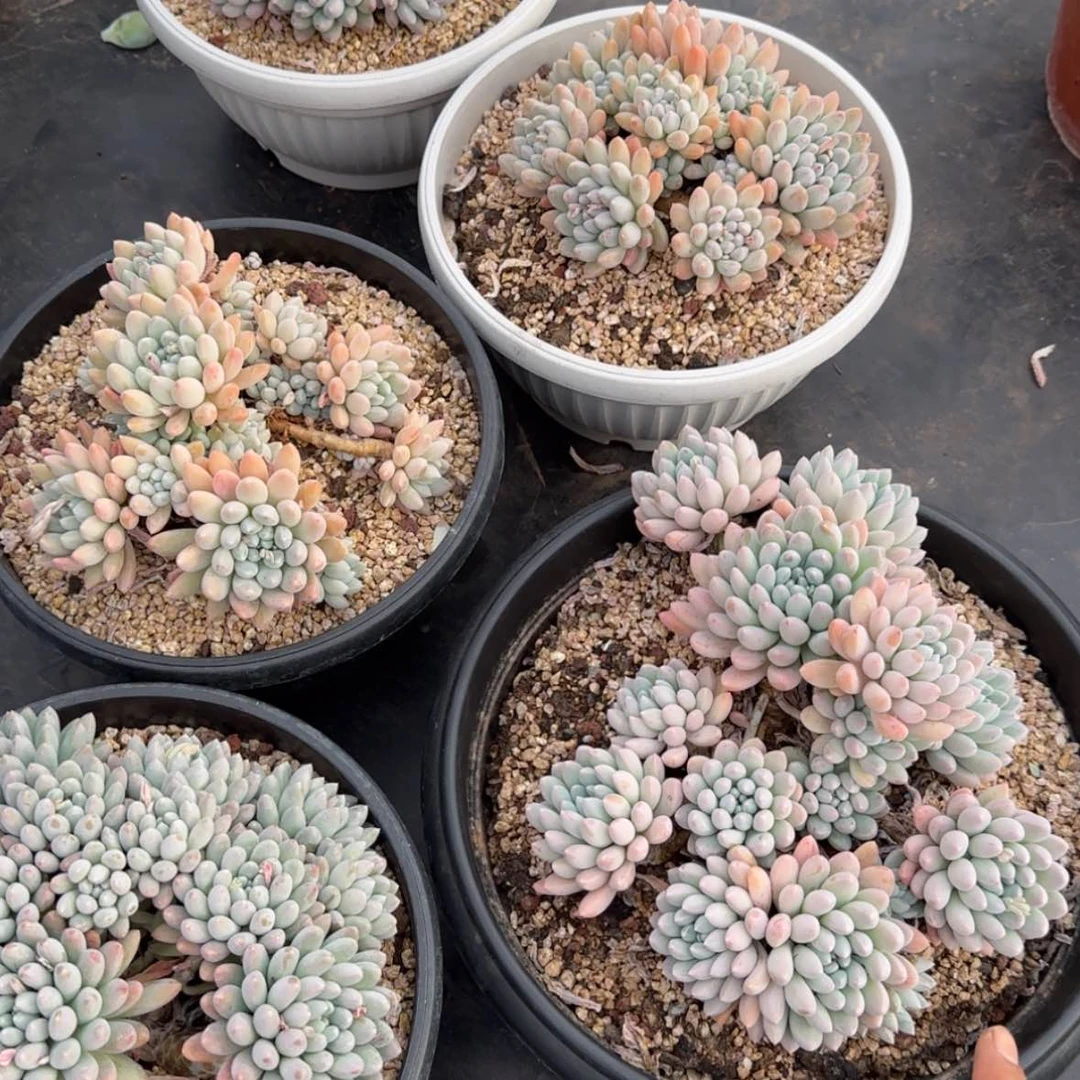 【闪购商品】超大奶糖