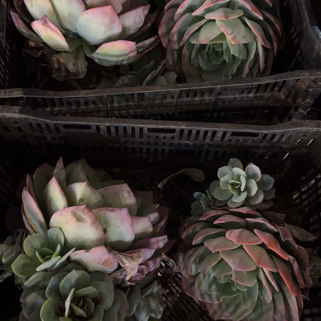 【闪购商品】血凤大群