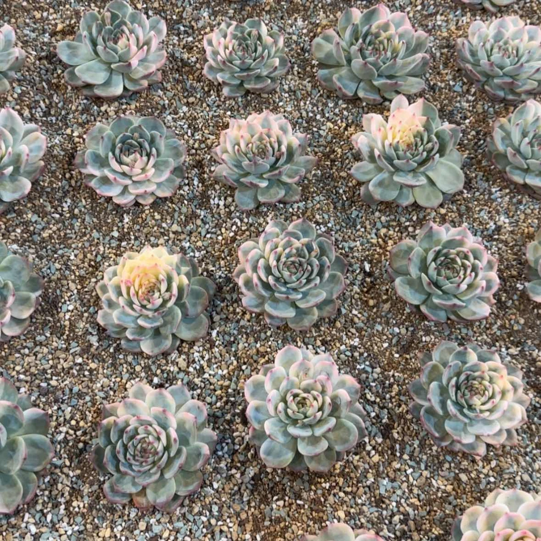【闪购商品】花脸娃娃锦