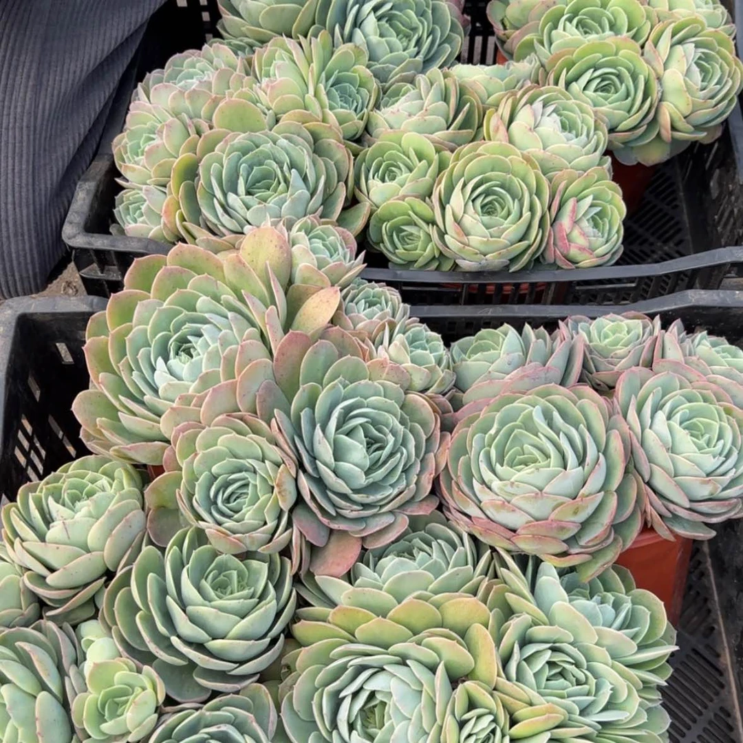 【闪购商品】桃花坞大群