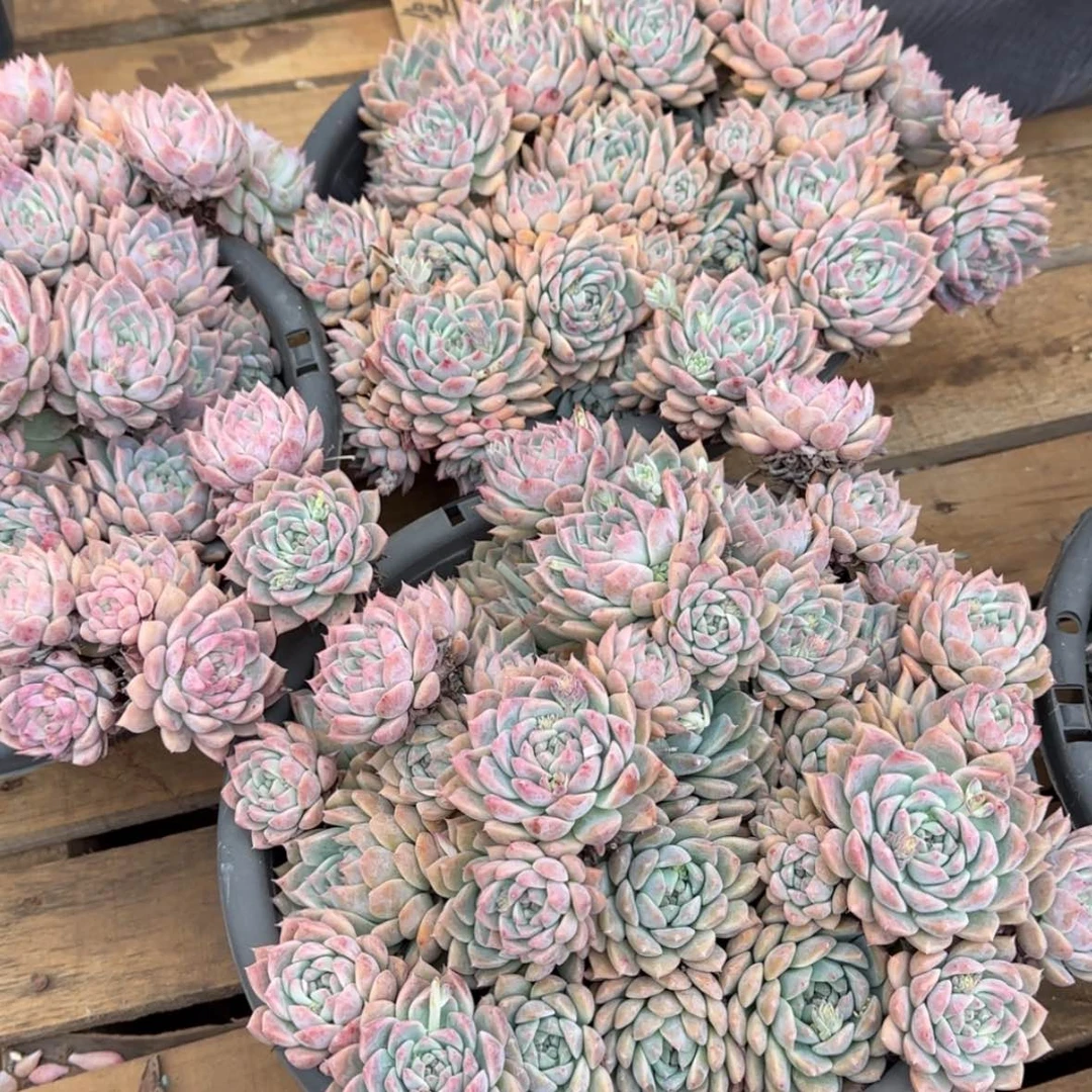 【闪购商品】霜花aaaaaaaa