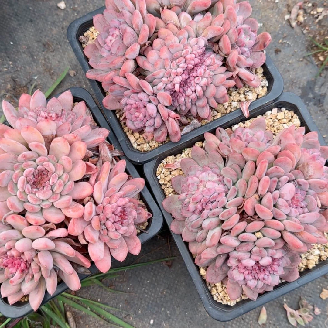 【闪购商品】玛瑙缀