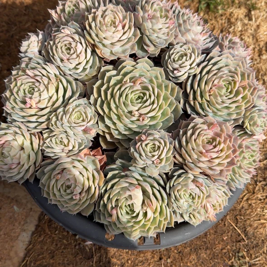 【闪购商品】昂斯洛大群