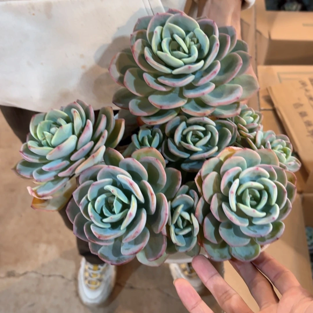 【闪购商品】白月光