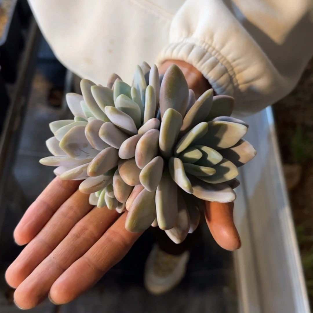 【闪购商品】粉兔群