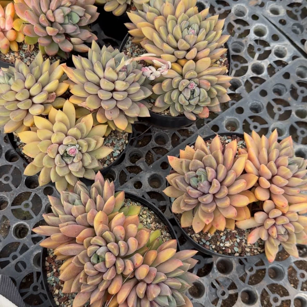 【闪购商品】三头精控红象牙