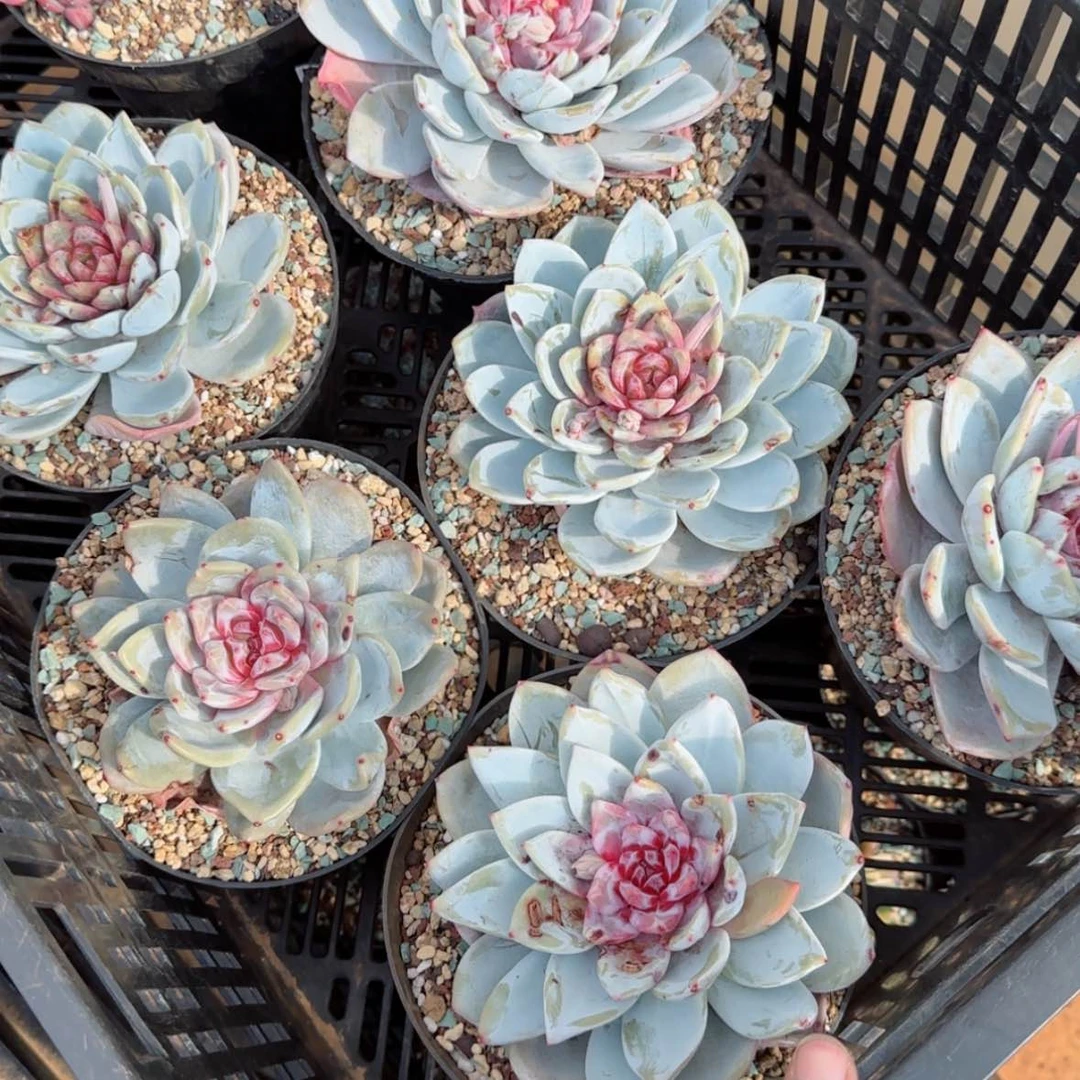 【闪购商品】嫦娥大单头