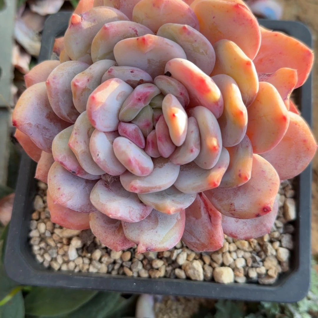 【闪购商品】慢*?单头橙子