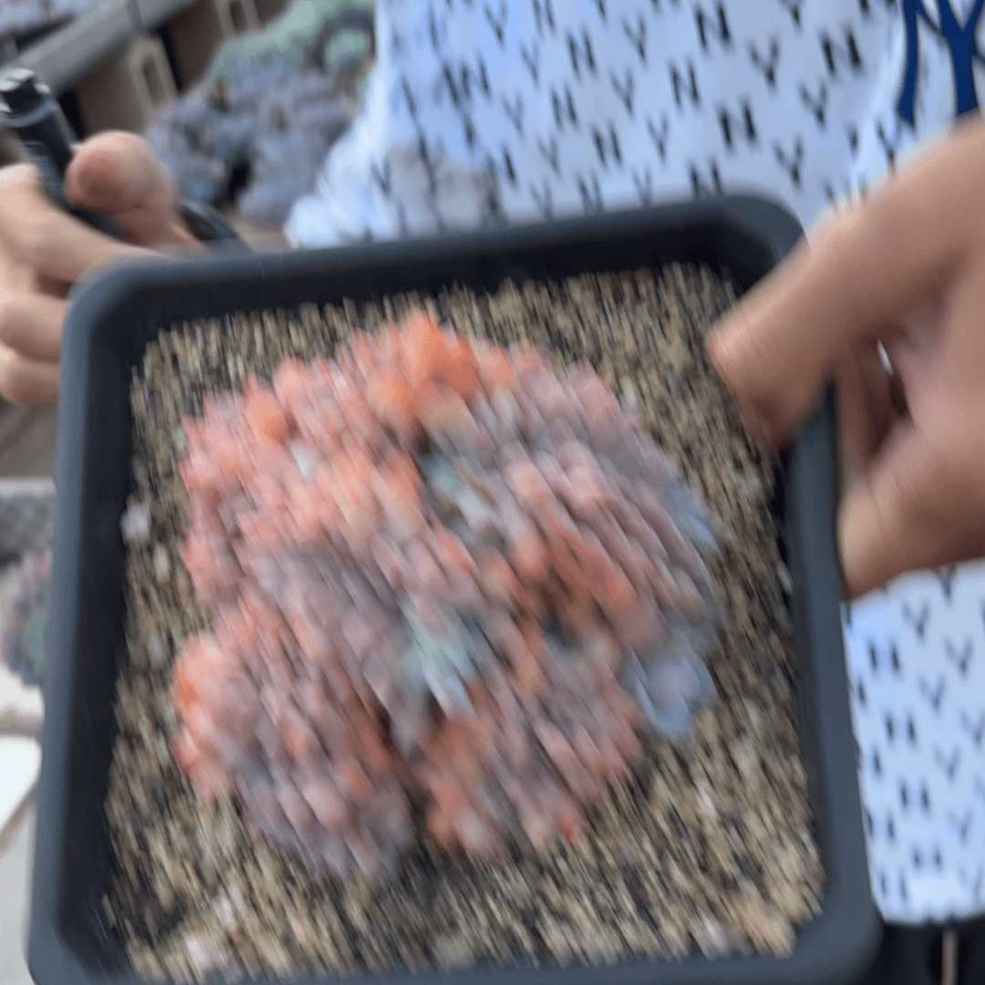 【闪购商品】转*1