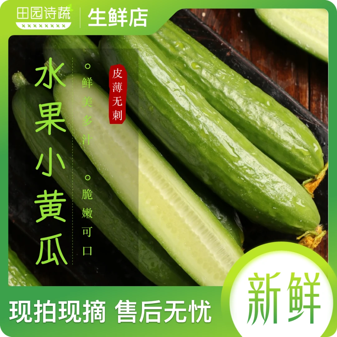 新鲜脆嫩生吃水果无刺小黄瓜山东寿光大棚种植现摘现发清脆爽口