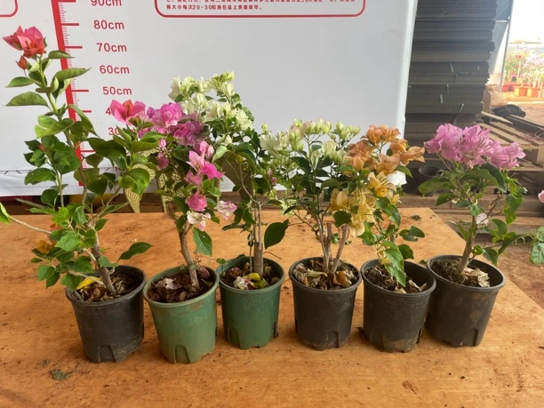 三角梅六棵六色彩苗