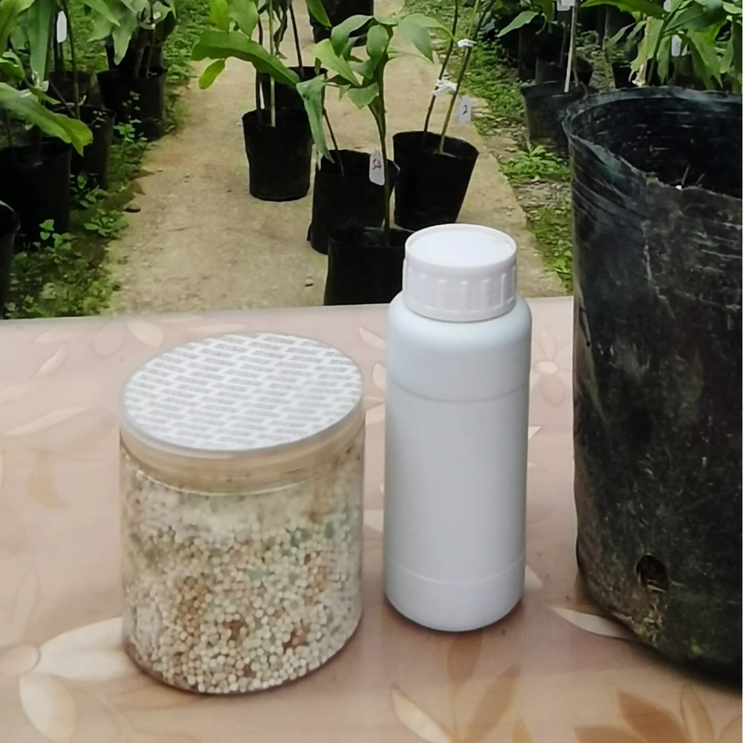 大叶昙花养护系列2（赠）
