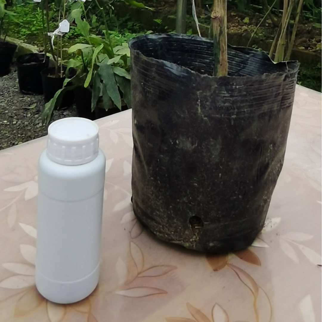 大叶昙花养护系列4（赠）