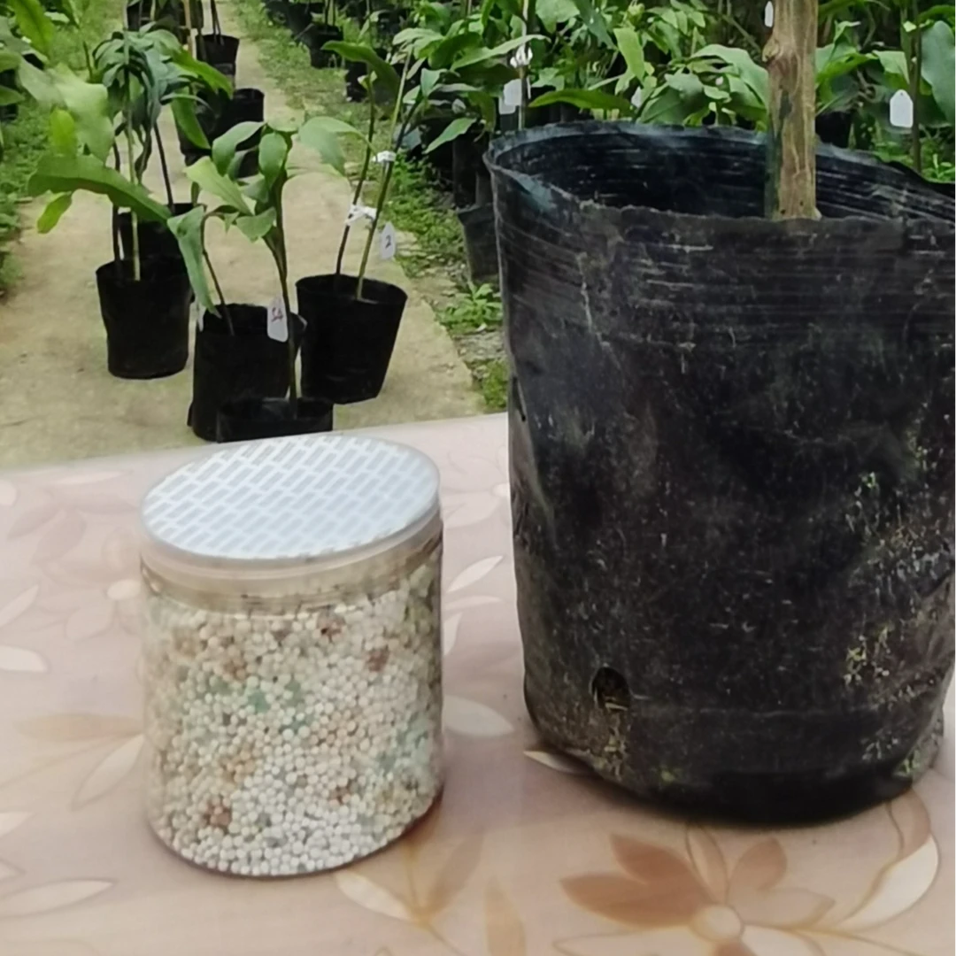 大叶昙花养护系列3（赠）