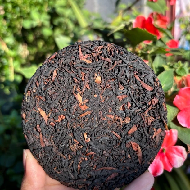 2025年【上岭岗-挑采野生古树红茶】独特山野韵、野生古树晒红茶