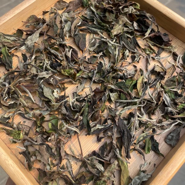 【老白茶】-2019年古树春白茶