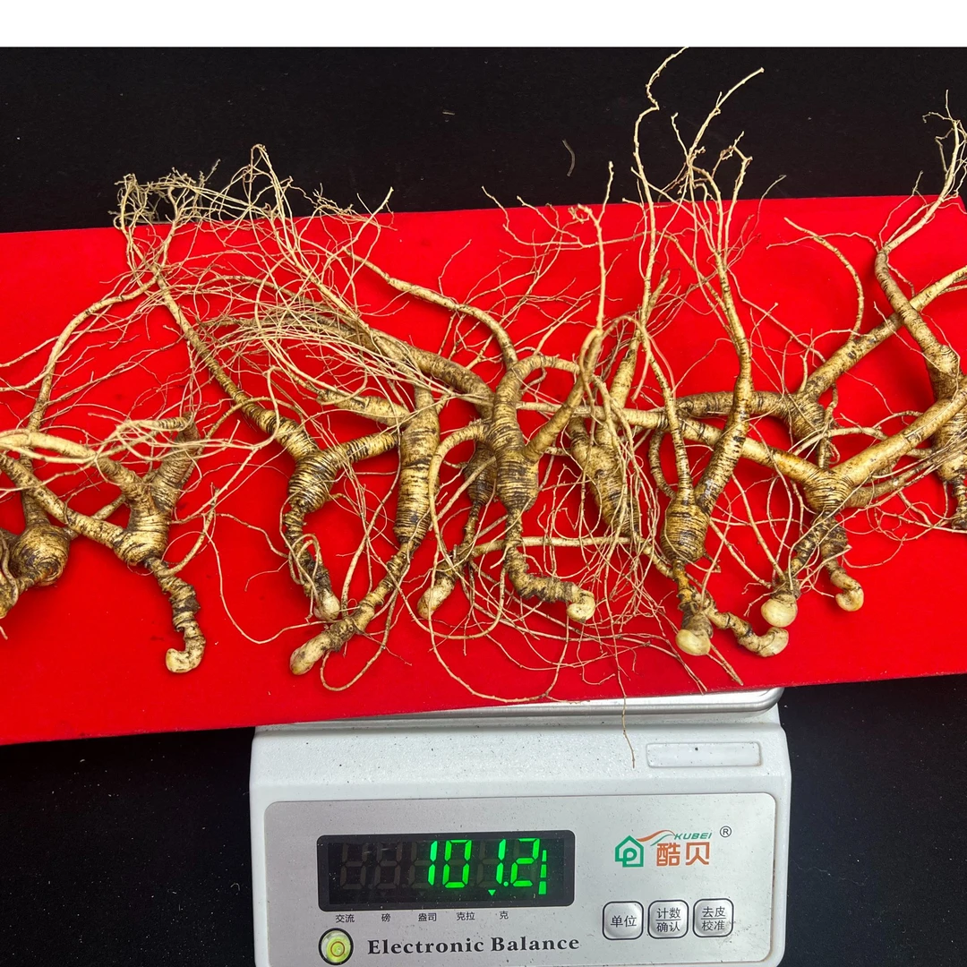 煜贵堂长白山林下参鲜山参鲜人参保鲜人参炖汤泡酒煮茶送礼