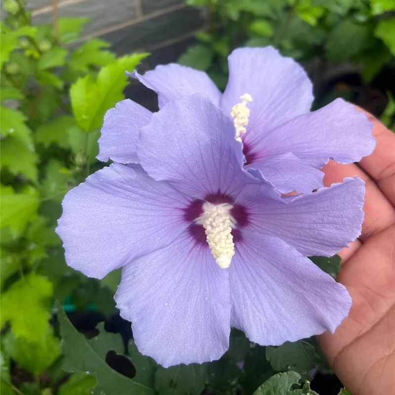 蓝色木槿花玛丽娜花期长庭院花园植物花灌木带花苞花期长蓝花木槿