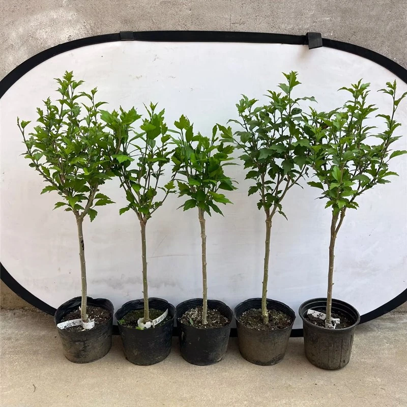 棒棒糖木槿花盆栽红色紫色蓝色树状木槿花苗当年开花庭院别墅地栽