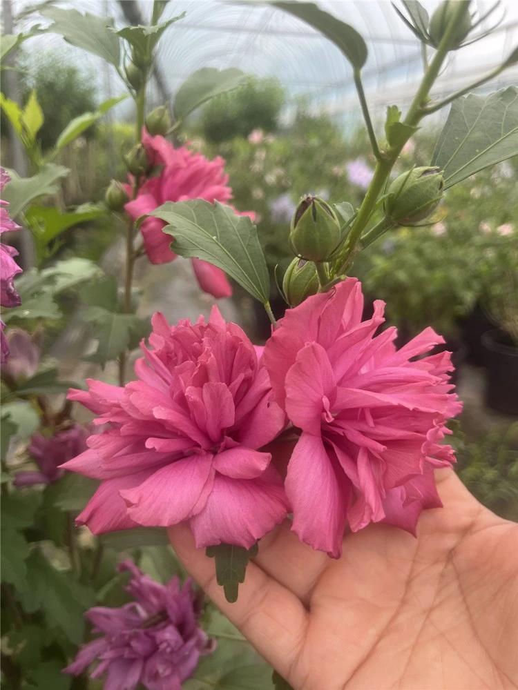 玫瑰木槿花盆栽耐寒紫红色带花苞棒棒糖木锦树苗庭院多季开花植物