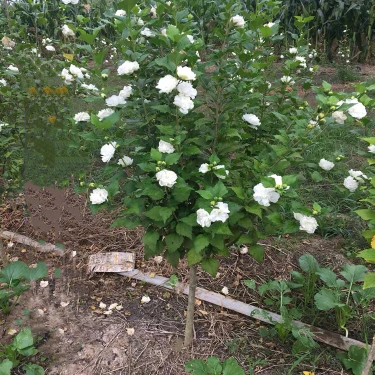 白花木槿树苗重瓣当年开花白色鸡肉花苗白水槿花庭院阳台花卉植物