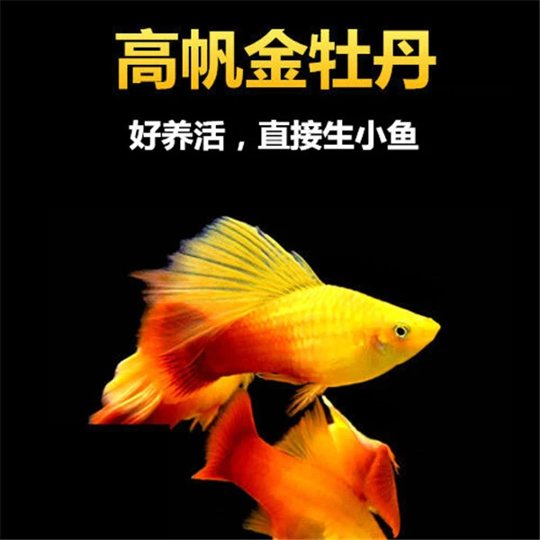 金牡丹胎生鱼月光鱼快生的小鱼孕母新手儿童易养小鱼包邮包活