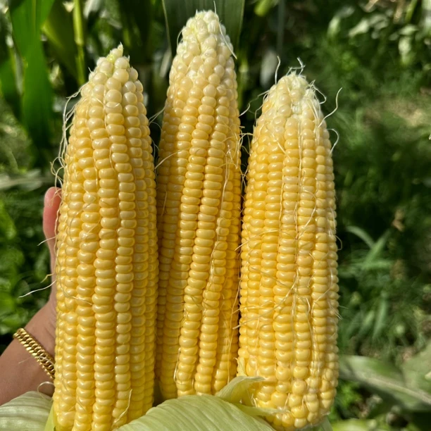 现摘现发甜玉米 5斤包邮可生吃水果玉米