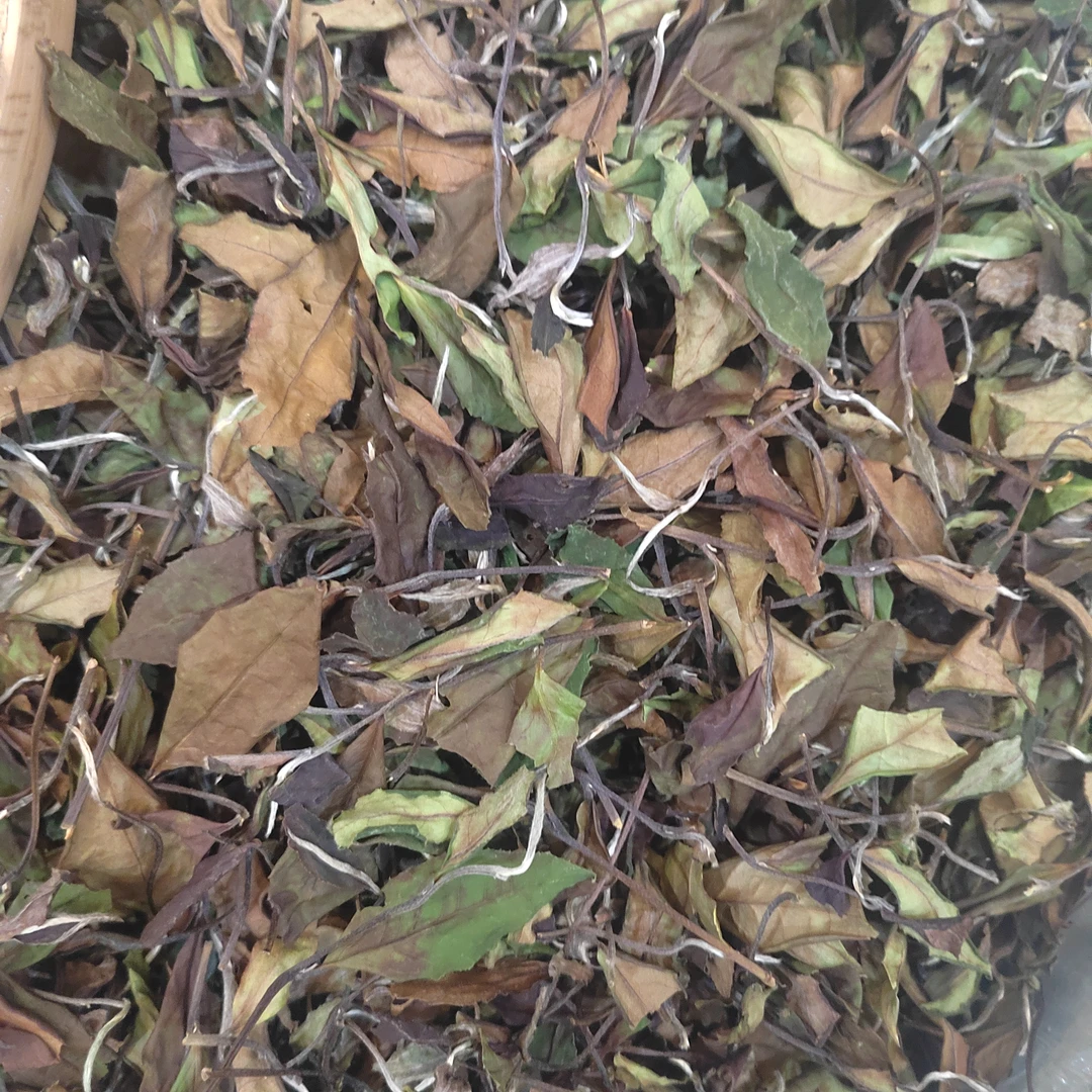 沉瑞香福鼎白茶2024年白露散茶 高山秋茶叶