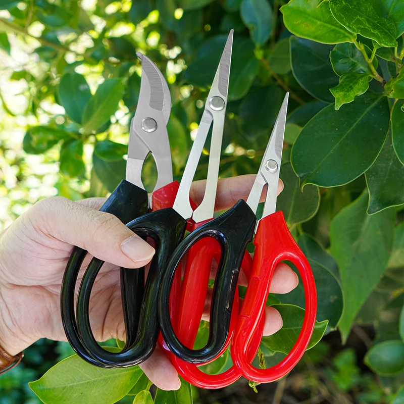 不锈钢葡萄草莓摘果剪兰花专用剪刀园艺蔬果盆栽剪叶小剪刀叶芽剪