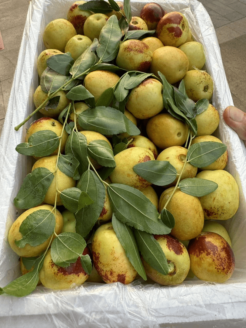 脆甜冬枣 一箱3斤左右