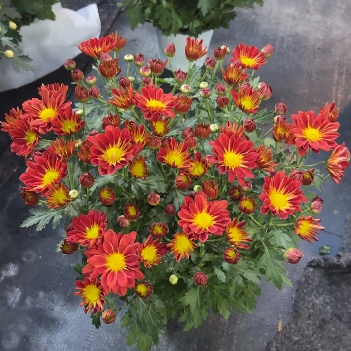 原盆原土小菊红色