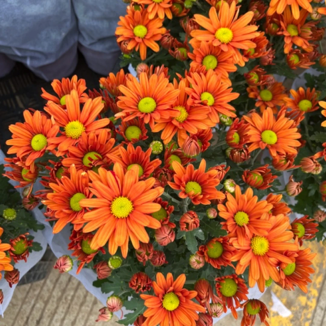 【橙色绿心】荷兰菊原盆原土带花发货含盆高度60cm左右