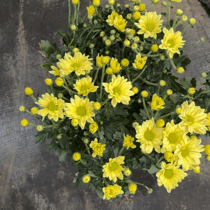 原盆原土奶油黄小菊
