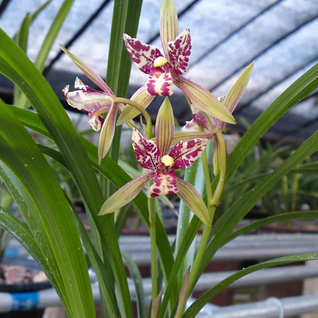 建兰宝岛仙女三星蝶奇花浓香绿植盆栽