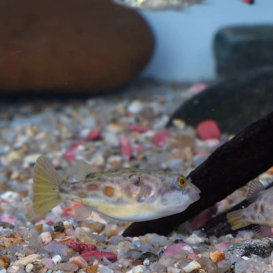 奈及利亚红圆点狗头鱼斑马金钱狗头鱼健康水族现货包邮免包装费