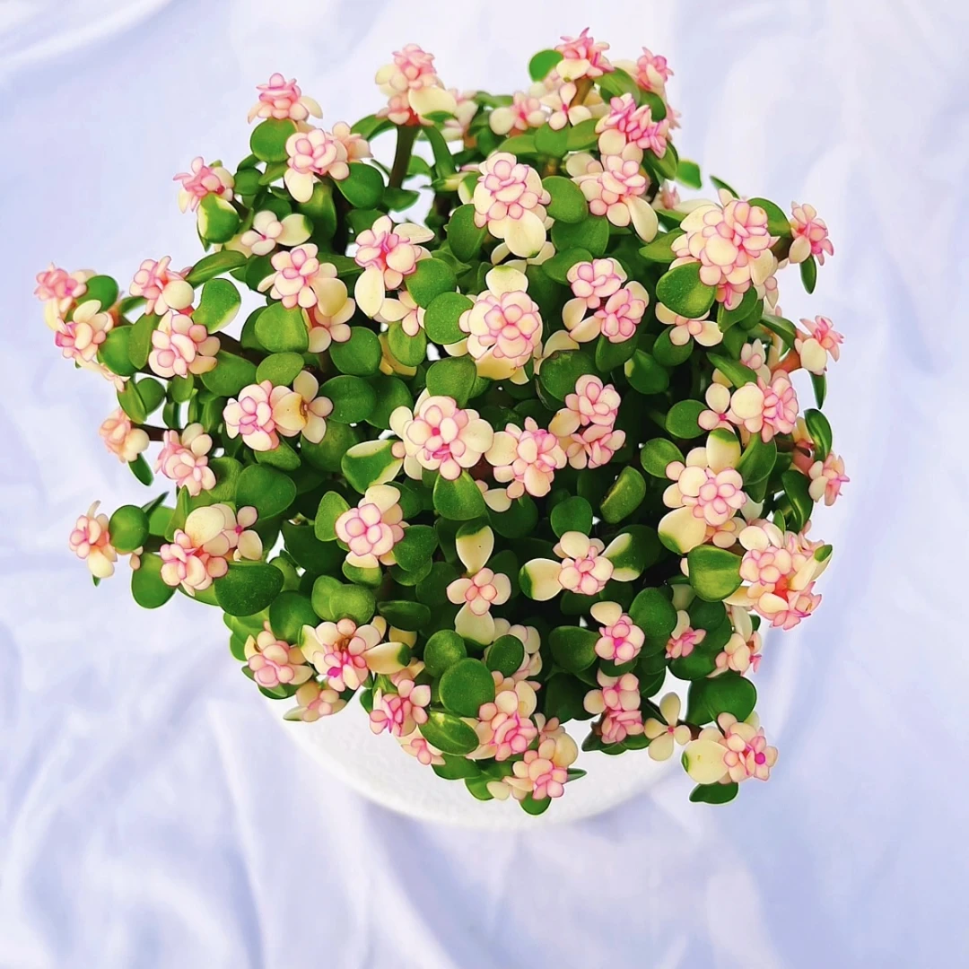 【月雅家 金枝玉叶 多肉植物】新手好养  带盆带土