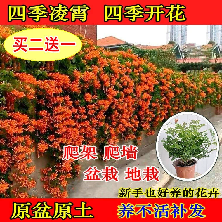 凌霄花苗盆栽四季爬墙藤本植物大花浓香庭院阳台四季种植