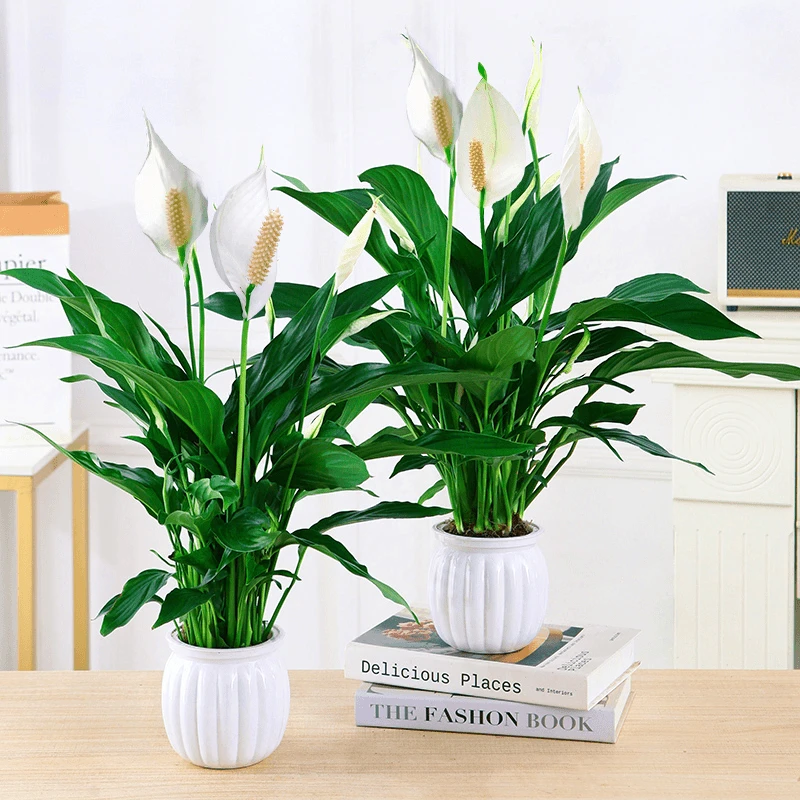 【拍一发二】白掌盆栽一帆风顺花卉植物室内水培绿植吸甲醛办公室