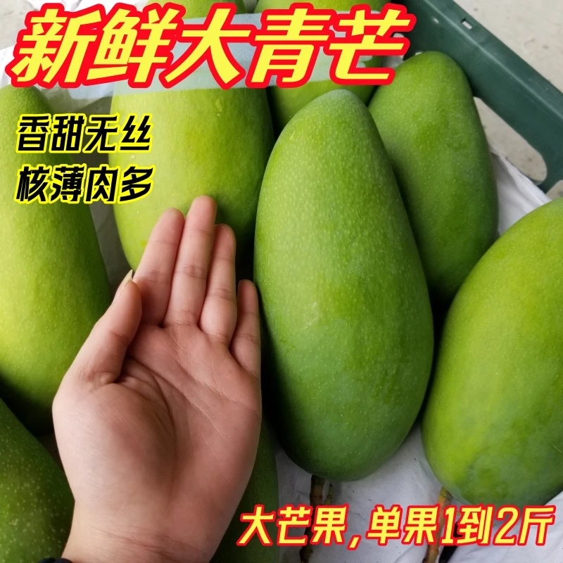 正宗越南产地大青芒香甜多汁新鲜应季当季大青芒生果生熟两吃食用