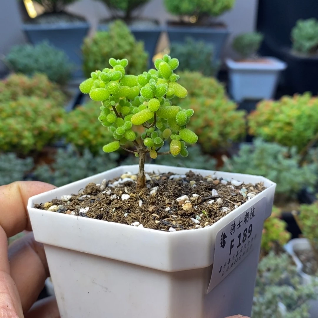 189金桔糖球枝干