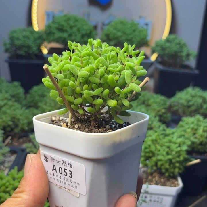 053蜜橘糖球枝干