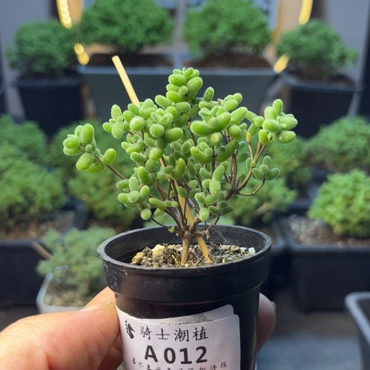 012蜜橘糖球枝干番杏