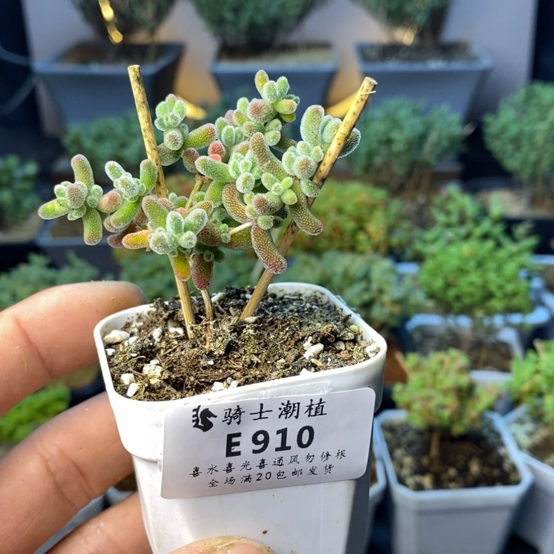 用****瑰910冰晶枝干多肉