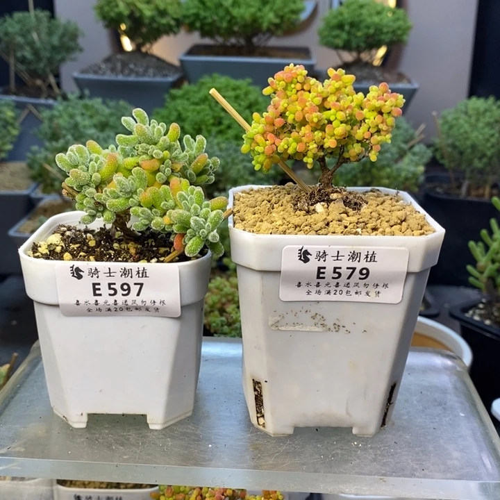 大**¥597冰晶蜜橘2颗枝干
