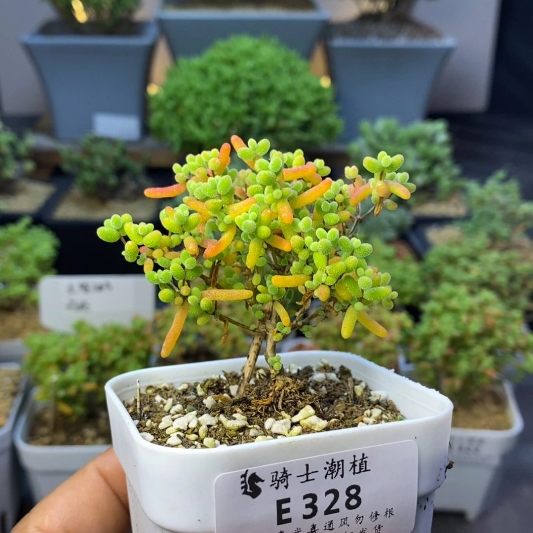 328精控蜜橘糖球枝干