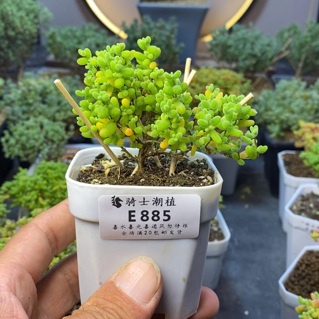 885蜜橘糖球枝干